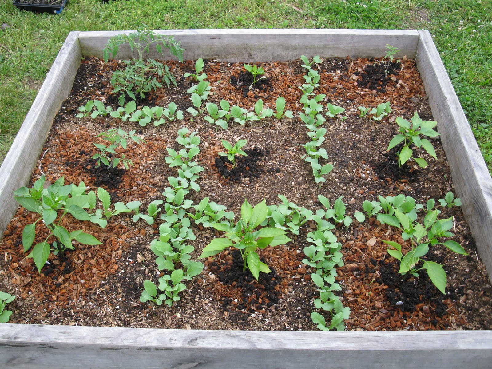 square-foot-gardening-herbs