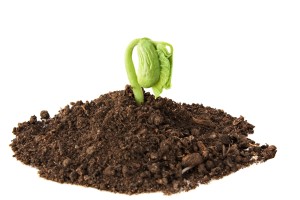 new-sprout-in-dirt