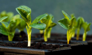 Broad bean seedlings in pots in a greenhouse
