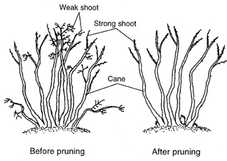 Blubbery bush pruning