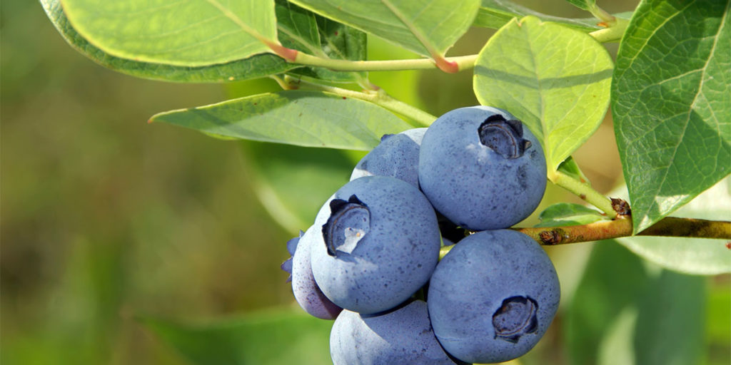 Bluberry bush