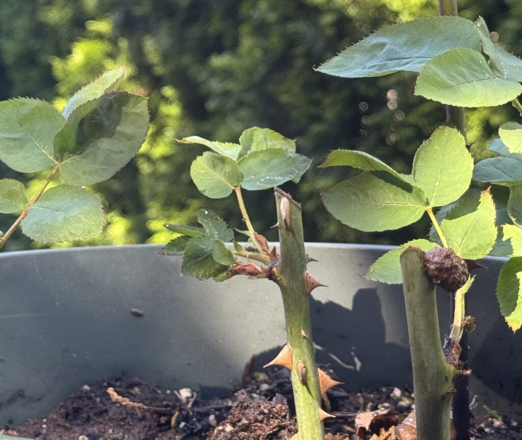 Rose cutting showing healthy new leaf growth eight weeks after propagation from a stem cutting.