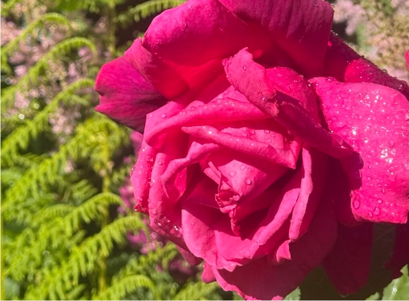 8 Ways I Use Roses From My Garden