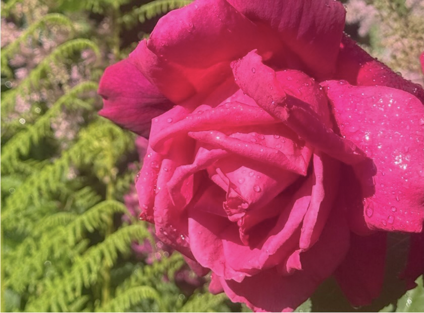 8 Ways I Use Roses From My Garden